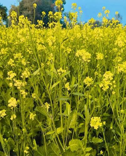 Mustard farming fields